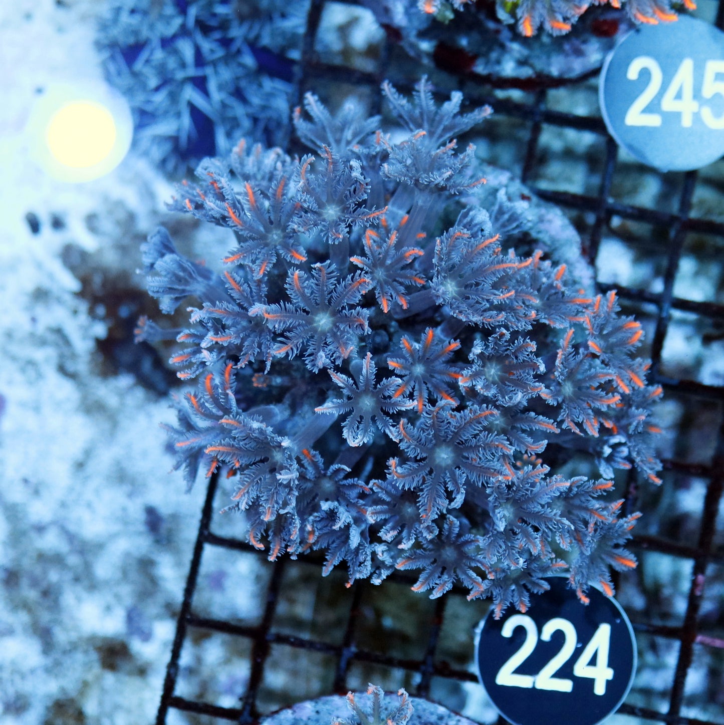 Clove polyps BK 224
