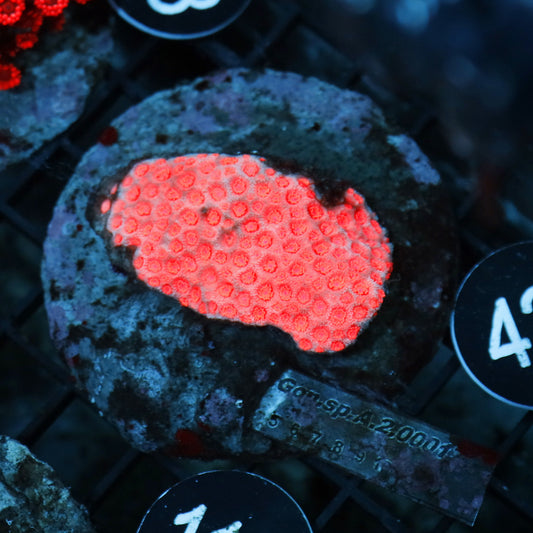 GONIOPORA FIRE RED LONG TENTACLE  BK421