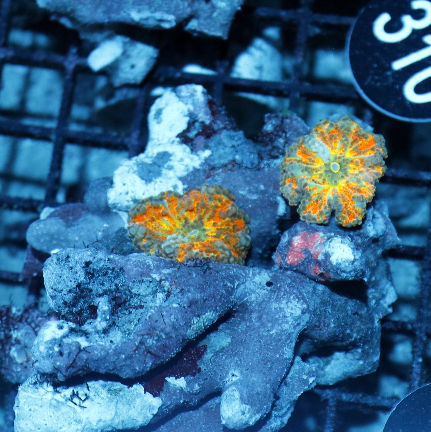Ricordia Metallic orange BK335