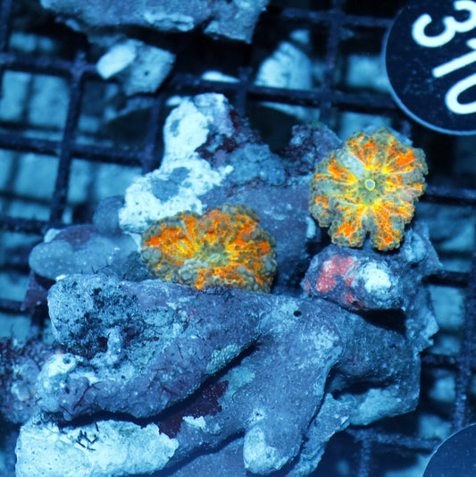Ricordia Metallic orange BK335