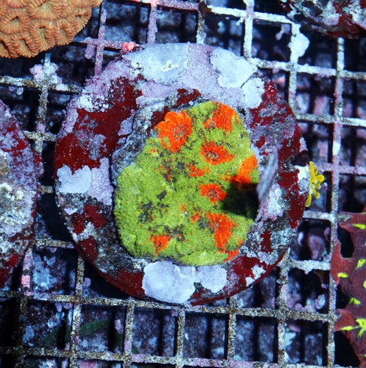 Acan Echinada