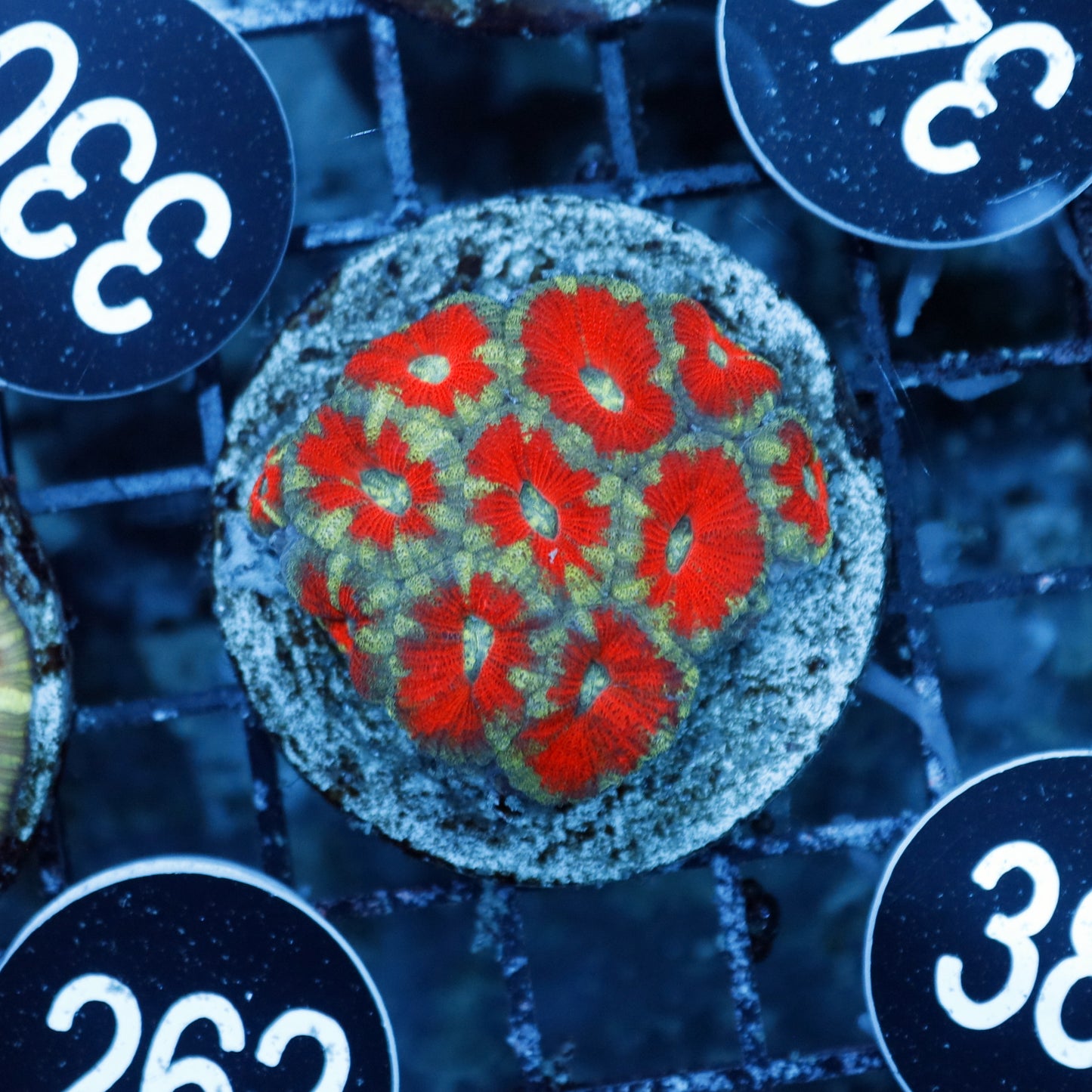 Acan Lord Indo BK381