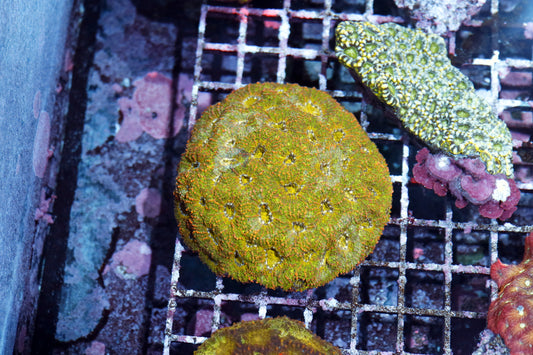 Acan echinata