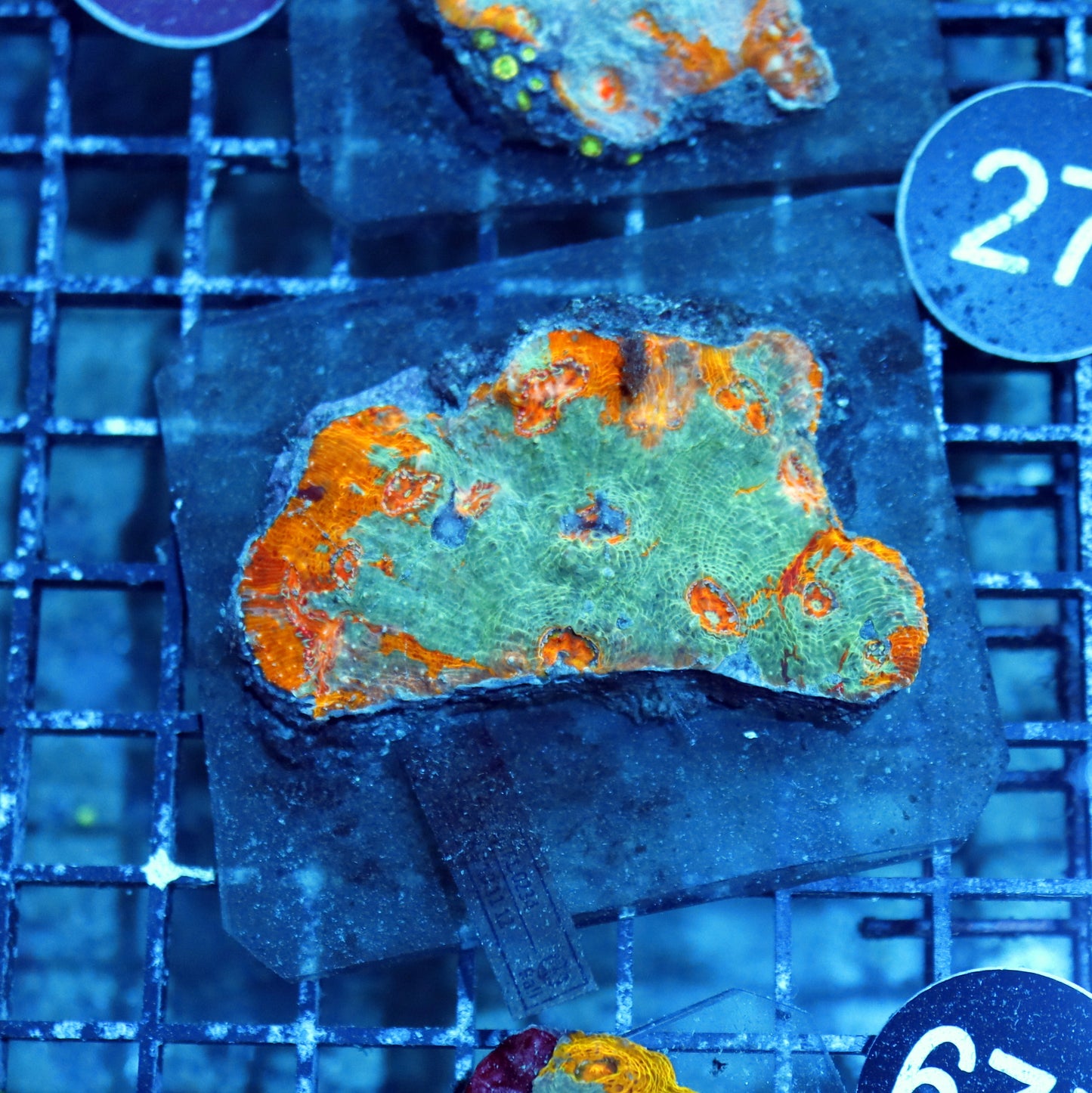 CHALICE ECHINOPHYLLIA SPECIAL COLOR BK429
