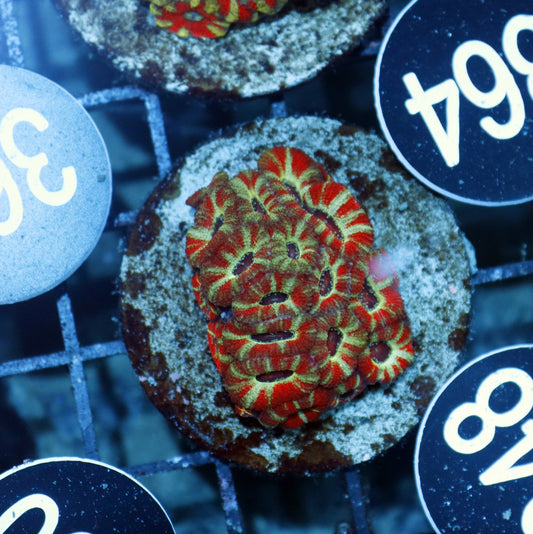 Acan Lord Indo BK348