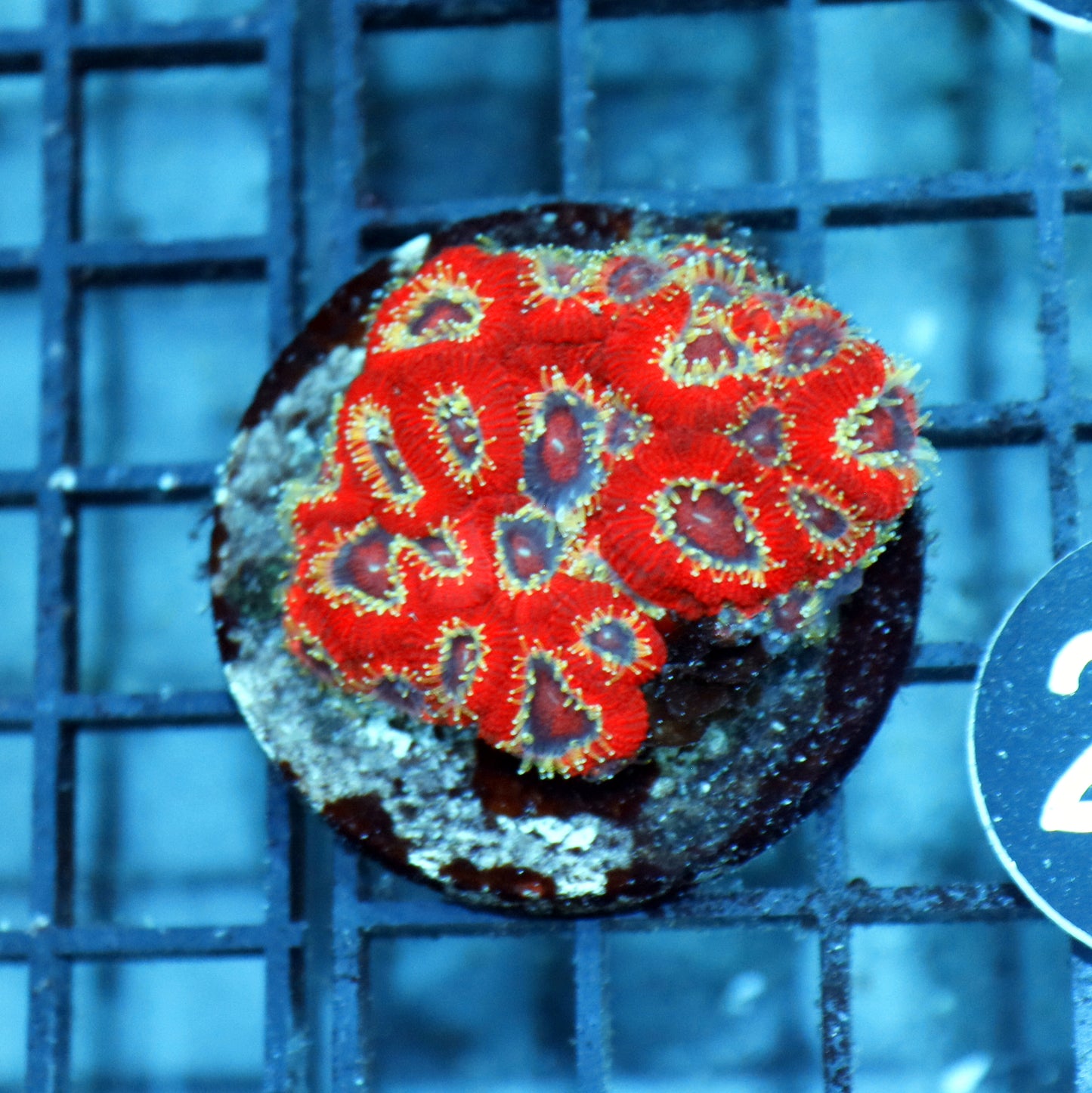 ACAN LORD INDO METALLIC RED BK294