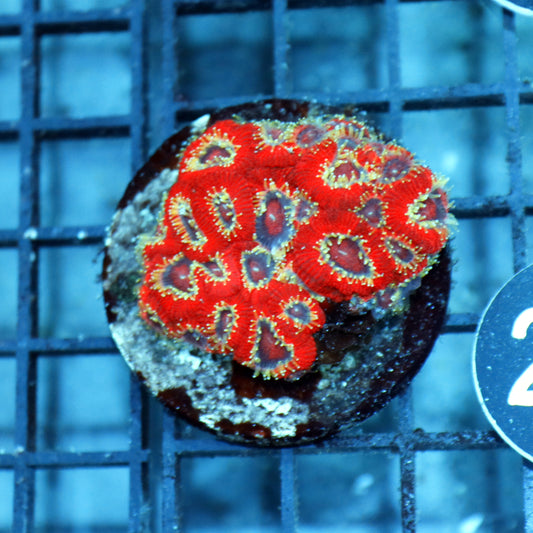 ACAN LORD INDO METALLIC RED BK294