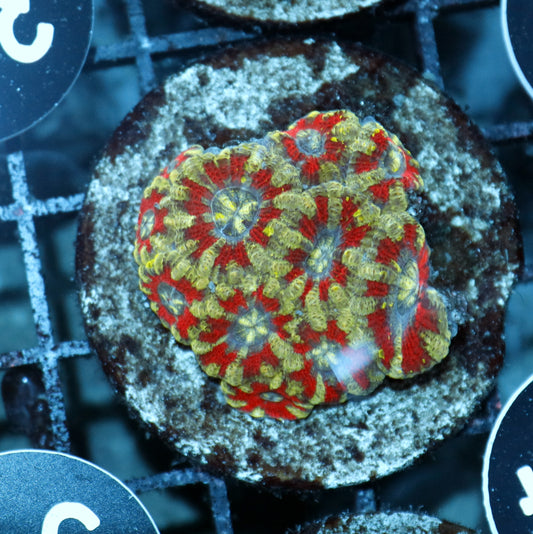 Acan lord indo Bk364