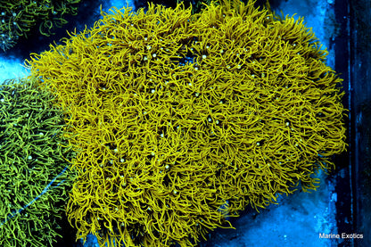 Green Star Polyps