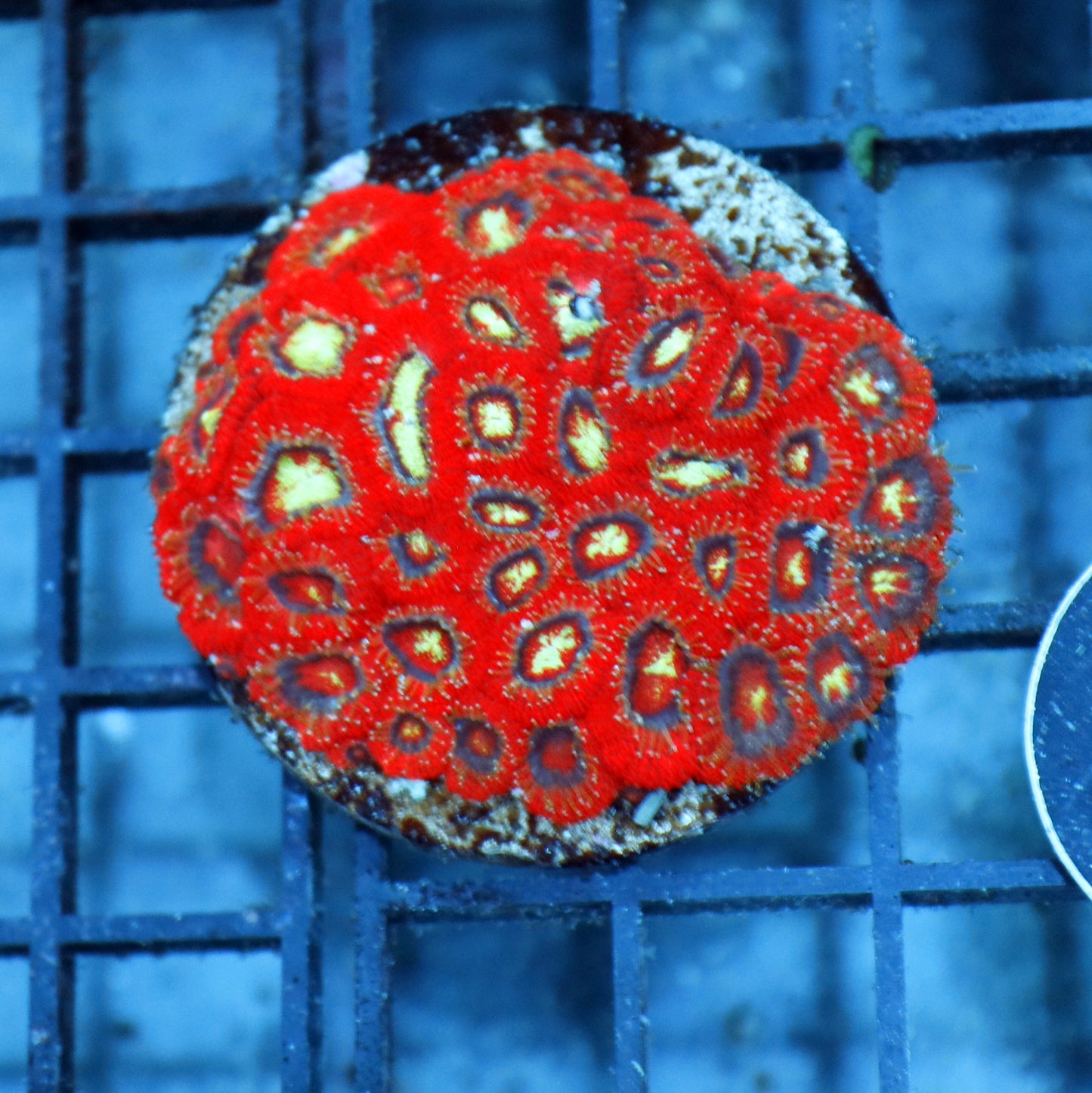 ACAN LORD INDO METALLIC RED
