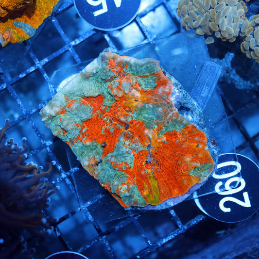 CHALICE ECHINOPHYLLIA SPECIAL COLOR BK260