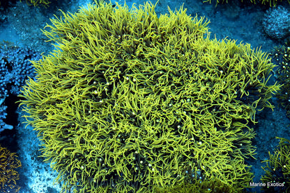 Green Star Polyps