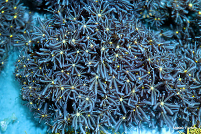 Daisy polyps