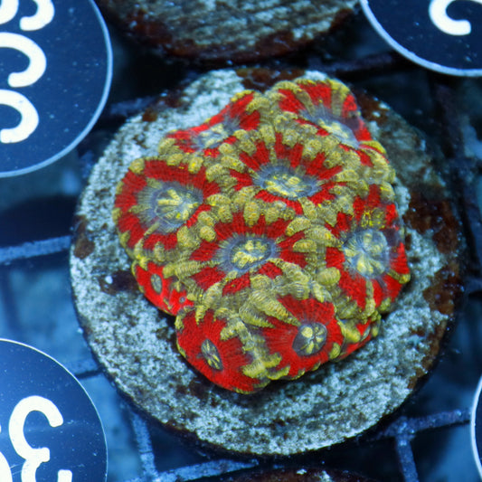Acan lord indo BK202