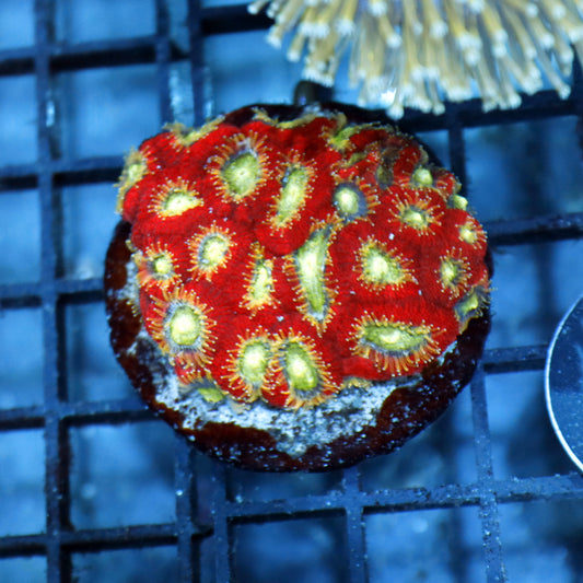 ACAN LORD INDO METALLIC RED BK299