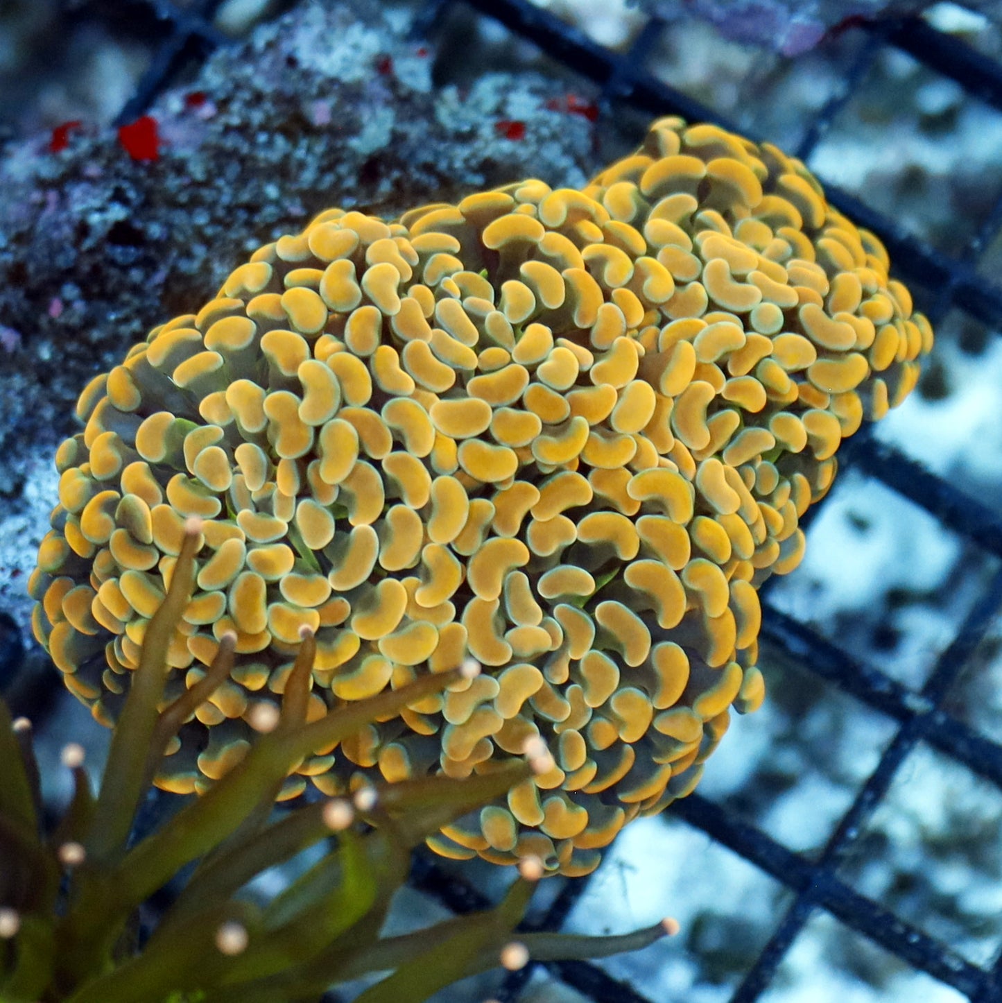 Hammer Branching Gold