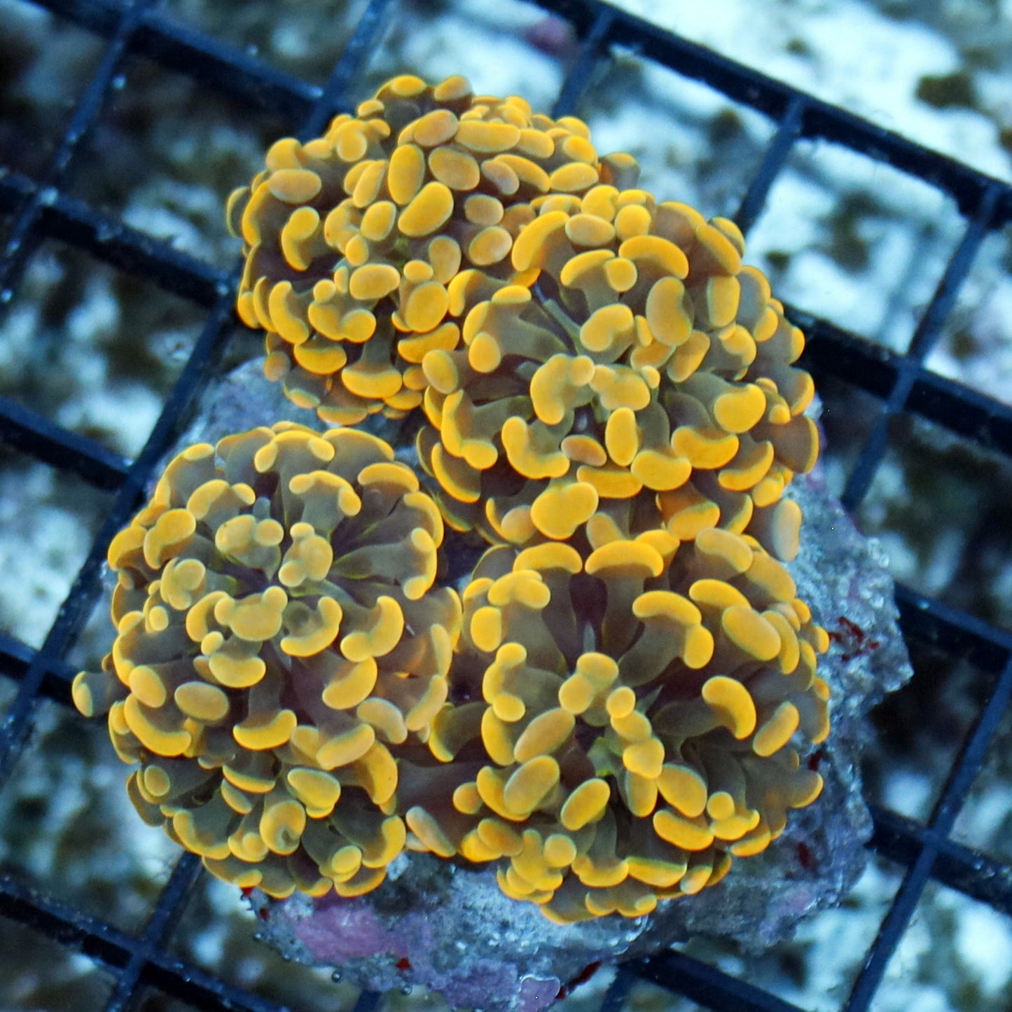 Hammer Branching Gold