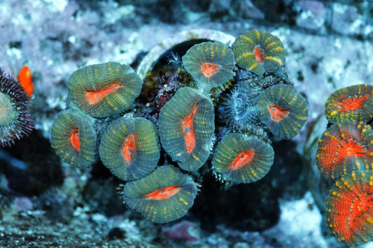 Lobophyllia branching