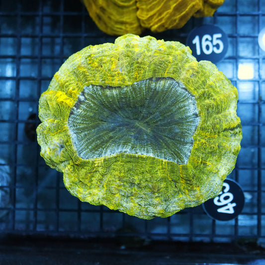 ACANTHOPHYLLIA METALLIC  BK465