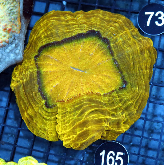 ACANTHOPHYLLIA METALLIC GOLD BK165