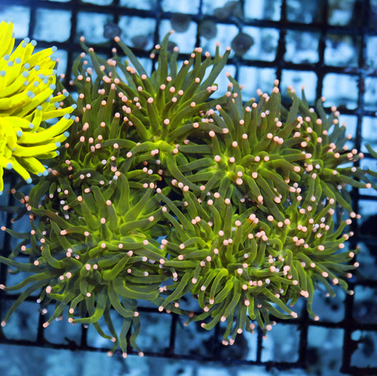 Torch metallic green pink tips