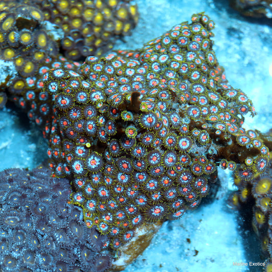 Zoanthids