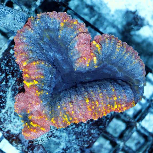 Lobophyllia
