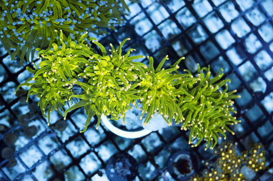 Torch Metallic green