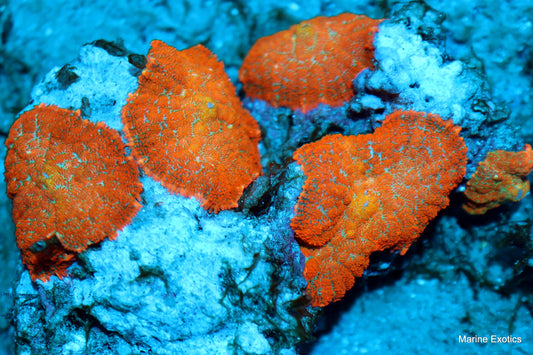 Mushroom ultra orange rhodactis Rock