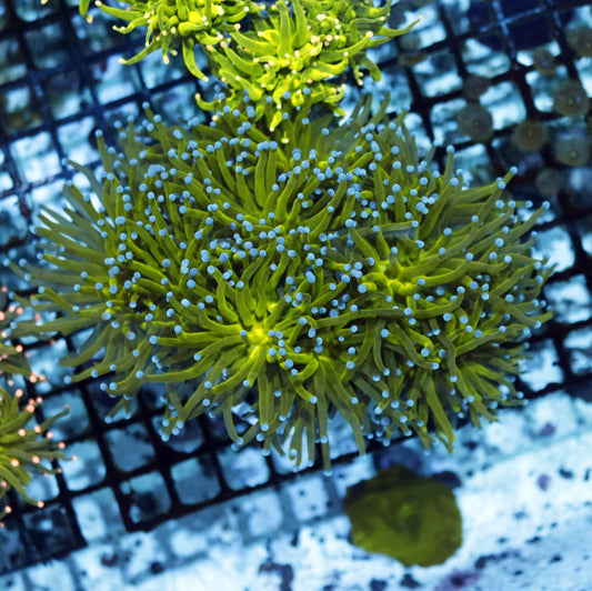 Torch Metallic green blue tips