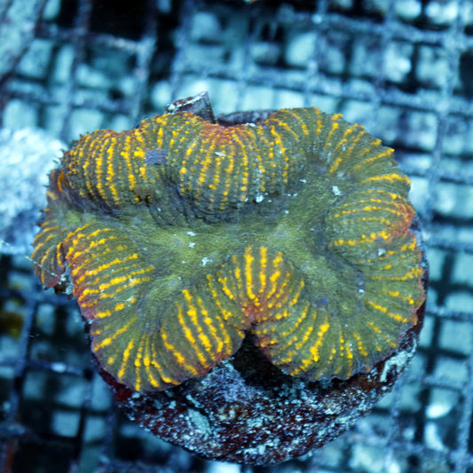Lobophyllia