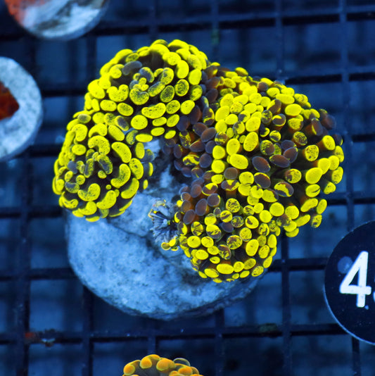 HAMMER BRANCHING METALLIC SPLATTER BK454