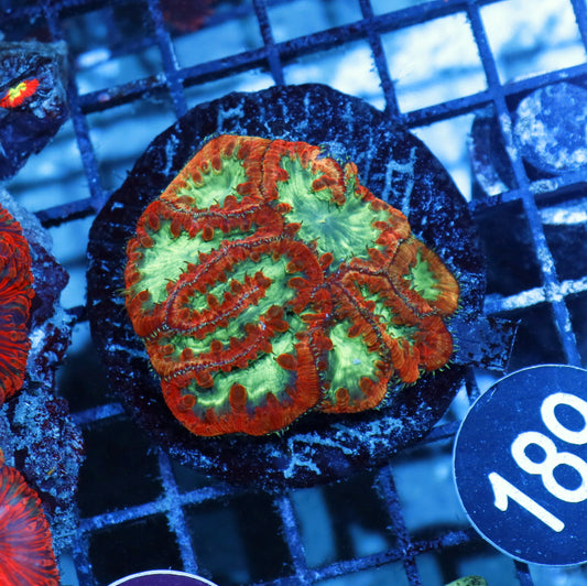 Blastomussa Wellsi BK189