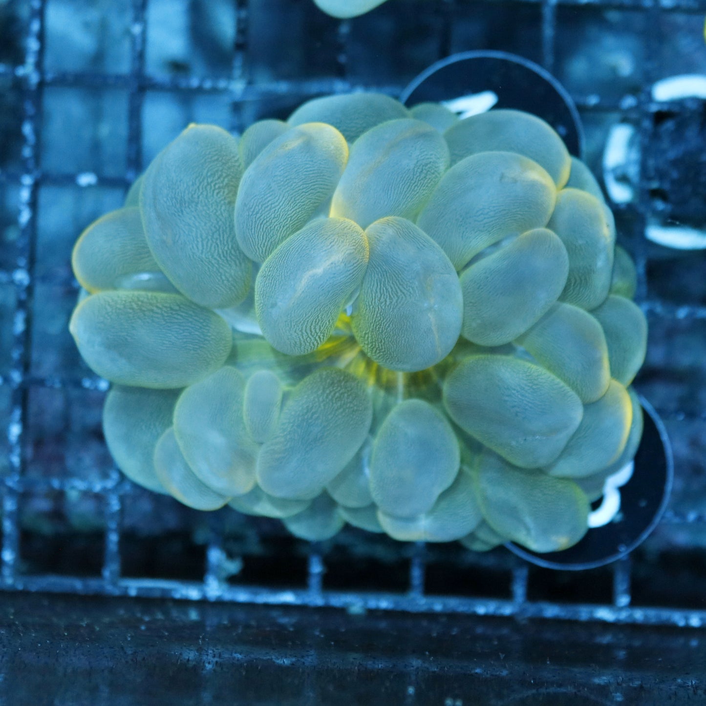 BUBBLE