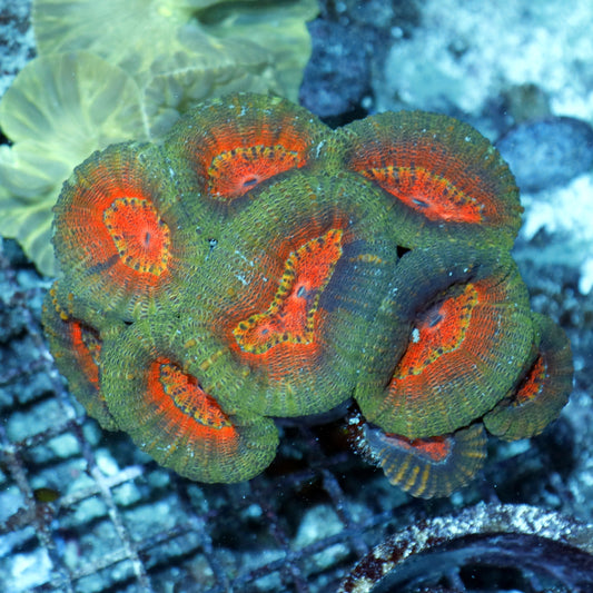 Lobophyllia branching