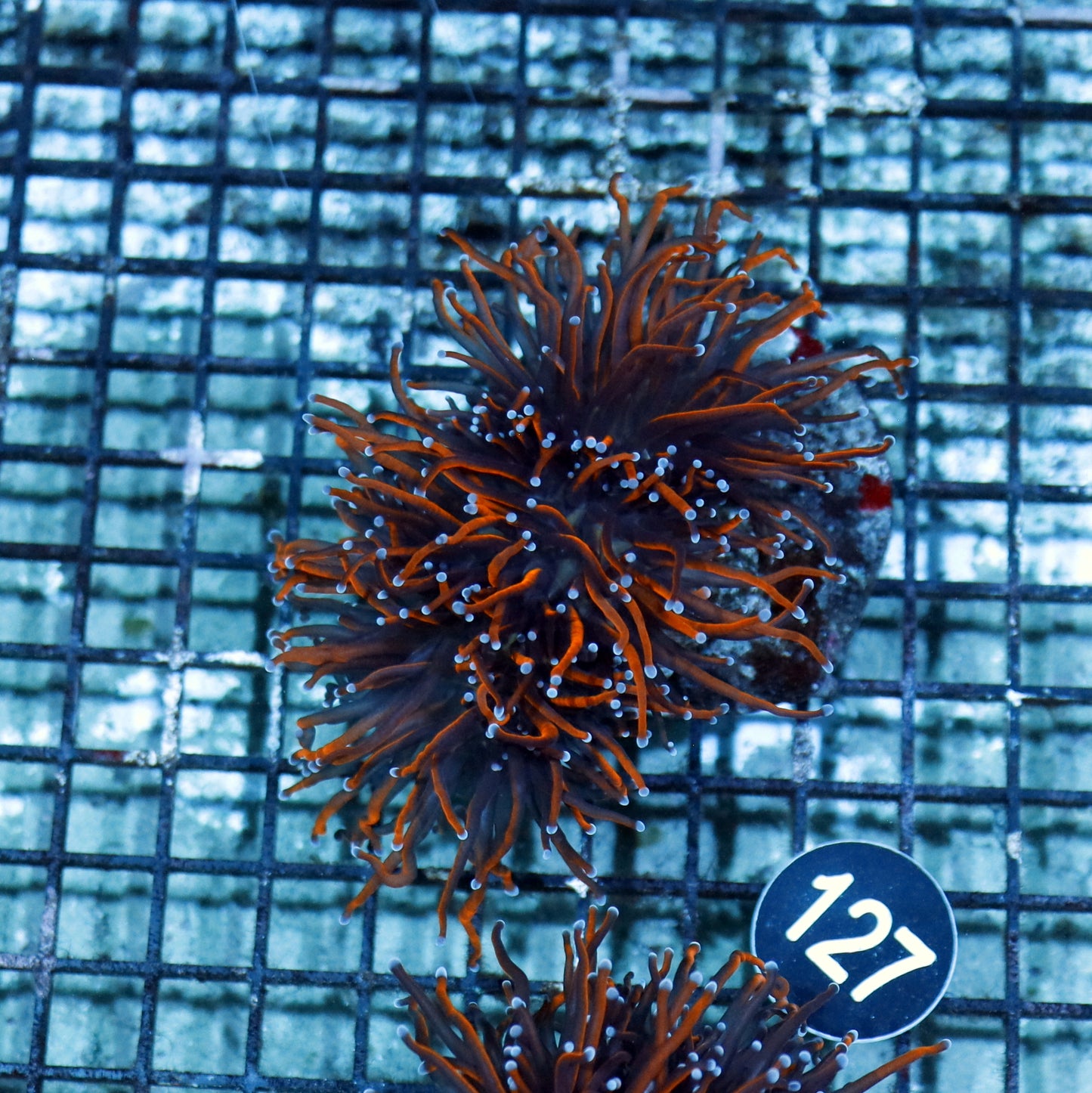 Torch Ultra Gold Blue Tips BK127