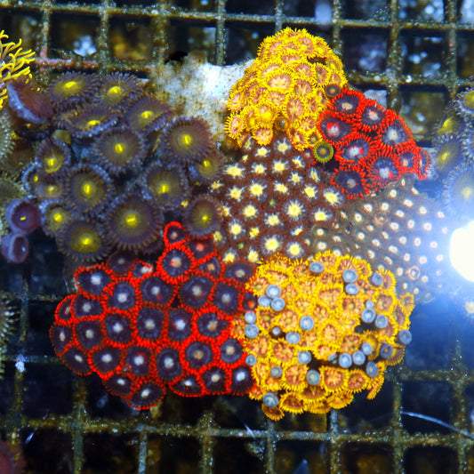 Zoanthid combo