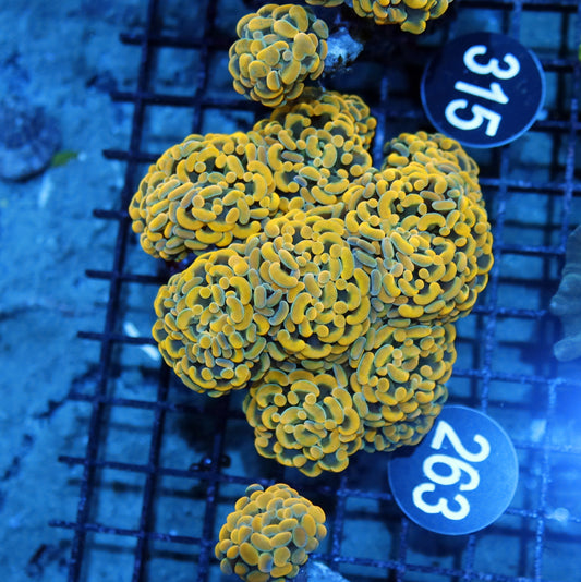 Hammer branching gold BK263