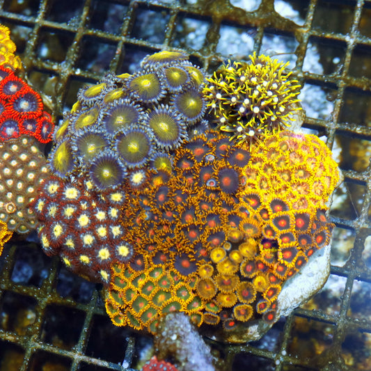 Zoanthid combo