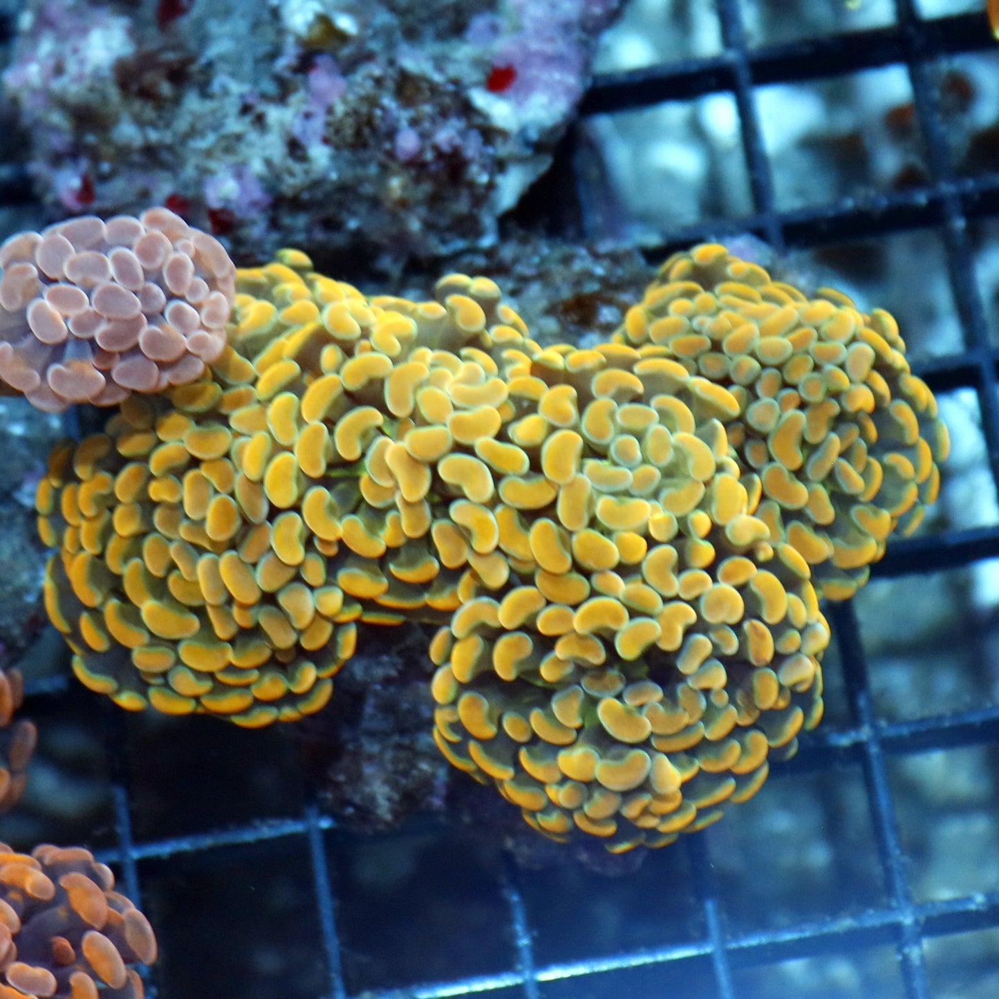 Hammer Branching Gold