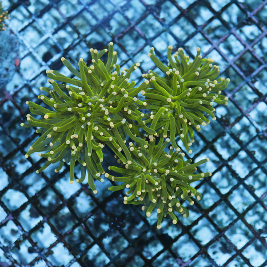 Torch Metallic green