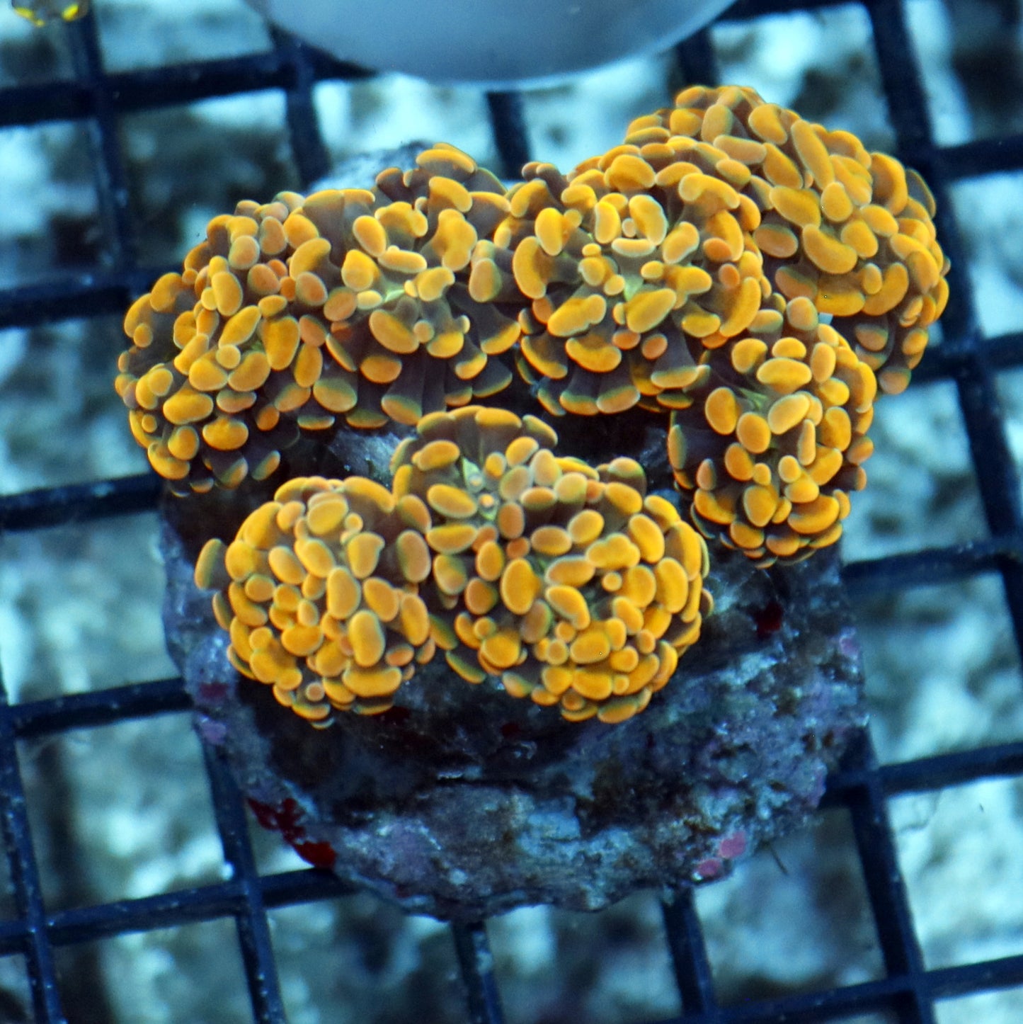 Hammer Branching Gold