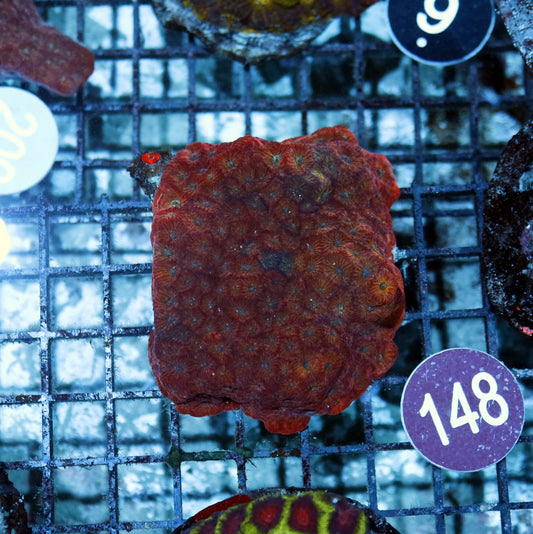 Favia or Favities R148