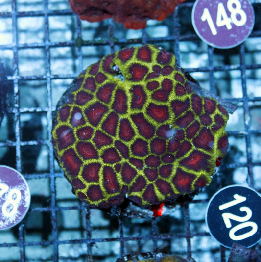 Favia or Favities BK120