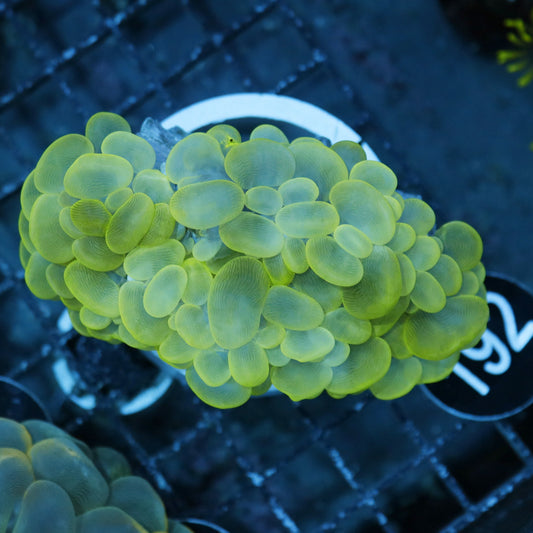 BUBBLE BK192