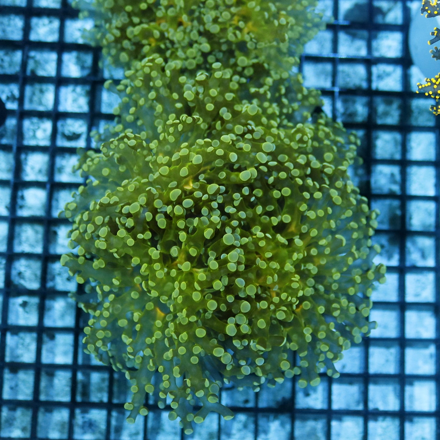 Frogspawn Branching Metallic green BK72