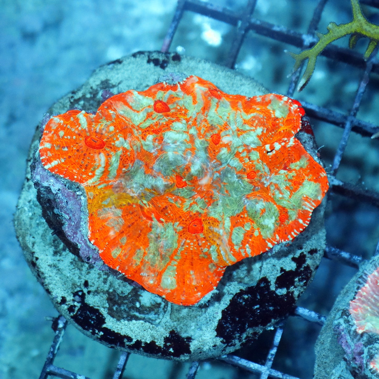 Chalice Echinophyllia