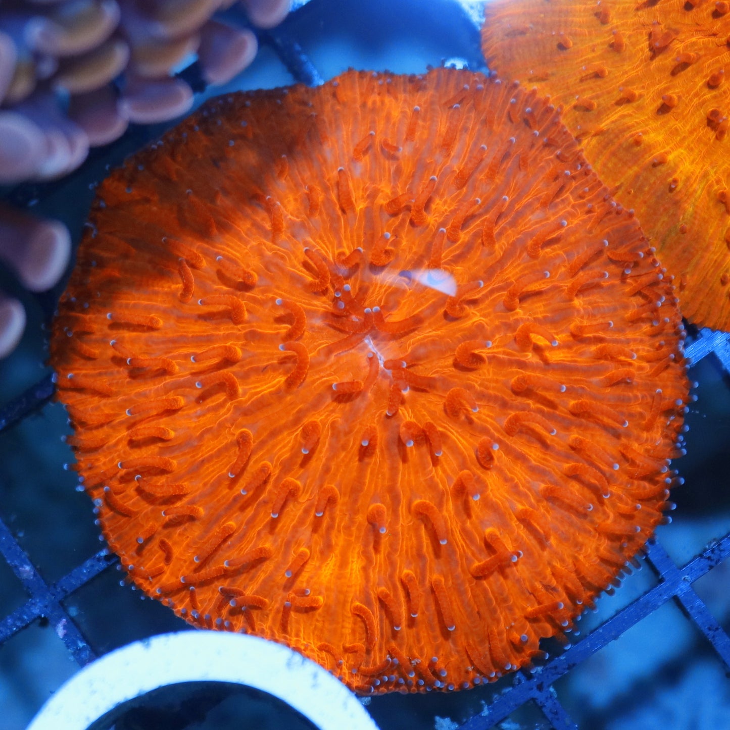 Plate Metallic orange