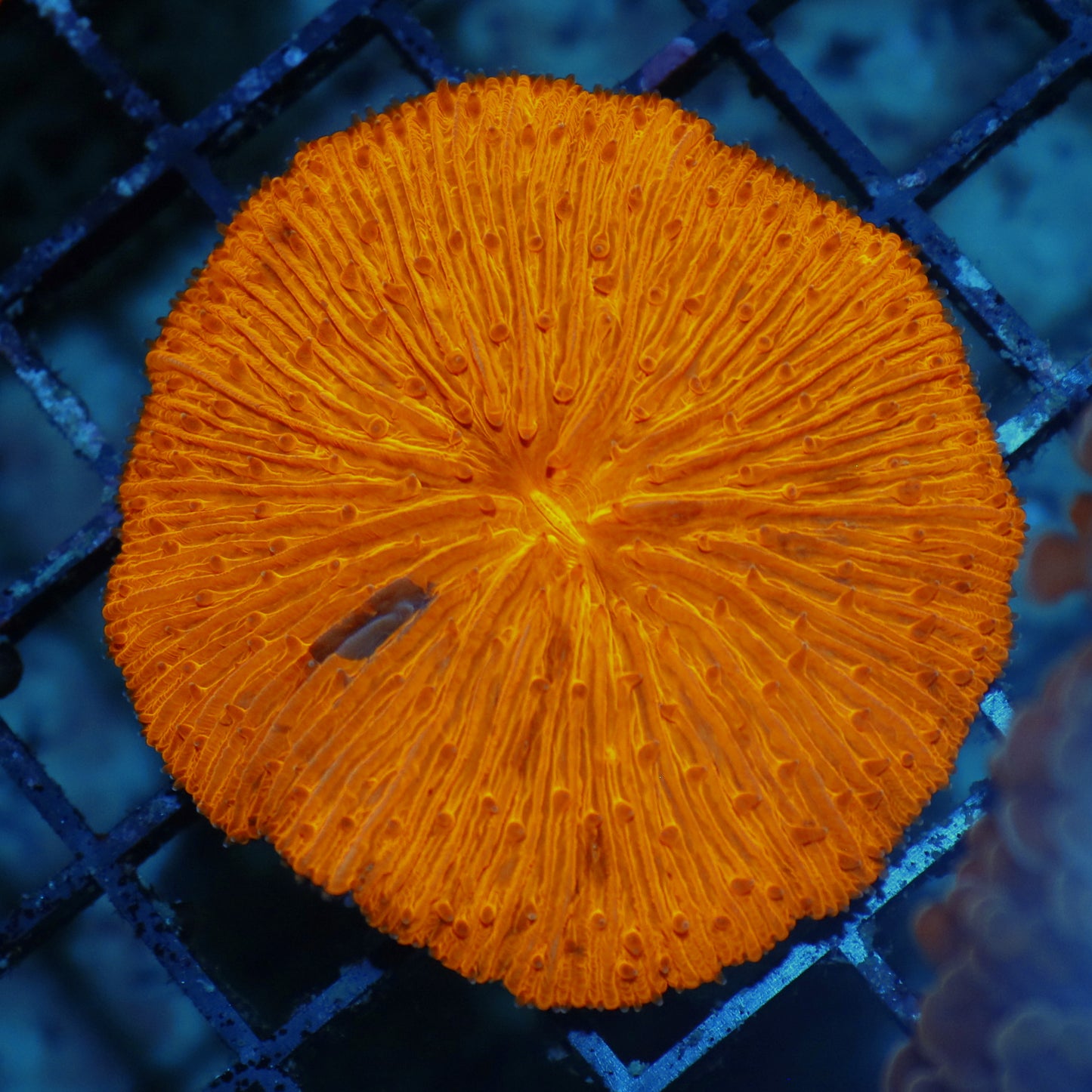 Plate Metallic orange