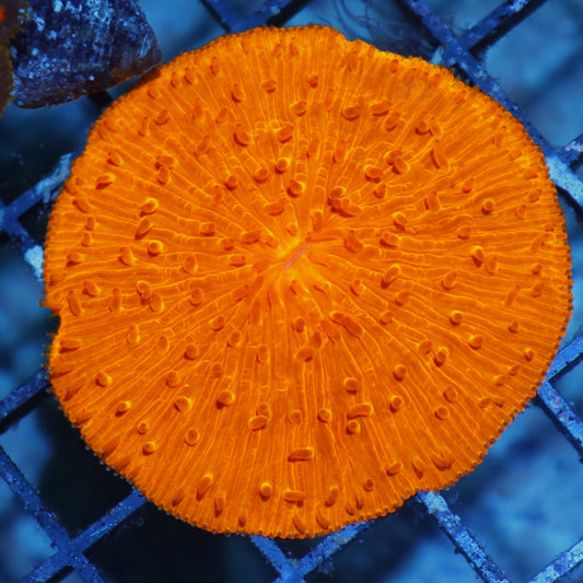 Plate Metallic orange